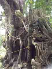 11月11日 古い大きな木。トトロ、居る??