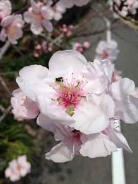 17日家の近くの鉢植えの桜